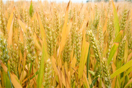 2024小麦单产提升整建制推进县补助资金有哪些？